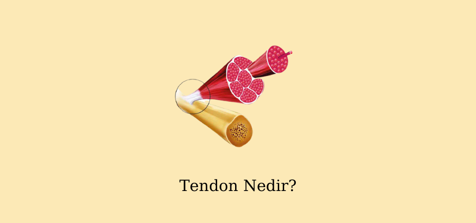 Tendon Nedir